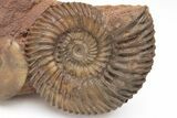 Fossil Ammonite (Parkinsonia & Oxycerites) Association - Germany #211143-1